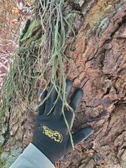 Haplopteris ensiformis