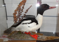 Mergus merganser americanus