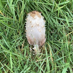Coprinus comatus