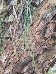 Haplopteris ensiformis