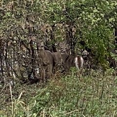 Odocoileus virginianus