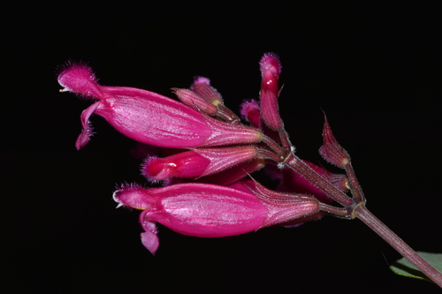Salvia involucrata