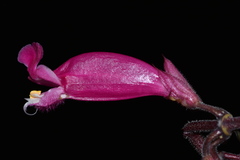 Salvia involucrata