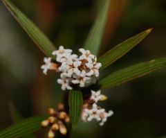 Leucopogon neurophyllus