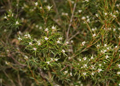 Leucopogon neurophyllus