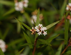 Leucopogon neurophyllus