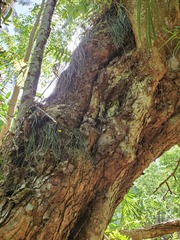 Haplopteris ensiformis