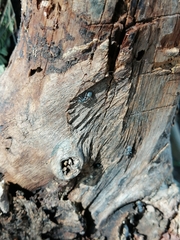 Cephalotes multispinosus