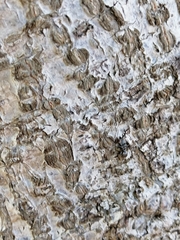 Cephalotes multispinosus