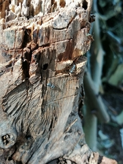 Cephalotes multispinosus