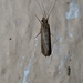 Lepidoptera