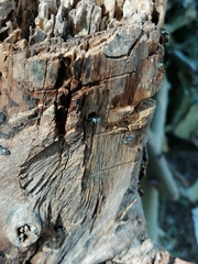 Cephalotes multispinosus