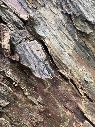 Toxorhynchites brevipalpis observed 2025-07-25