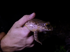 Strabomantis