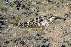 Blackthroat Triplefin photo 3