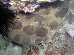 Orectolobus maculatus