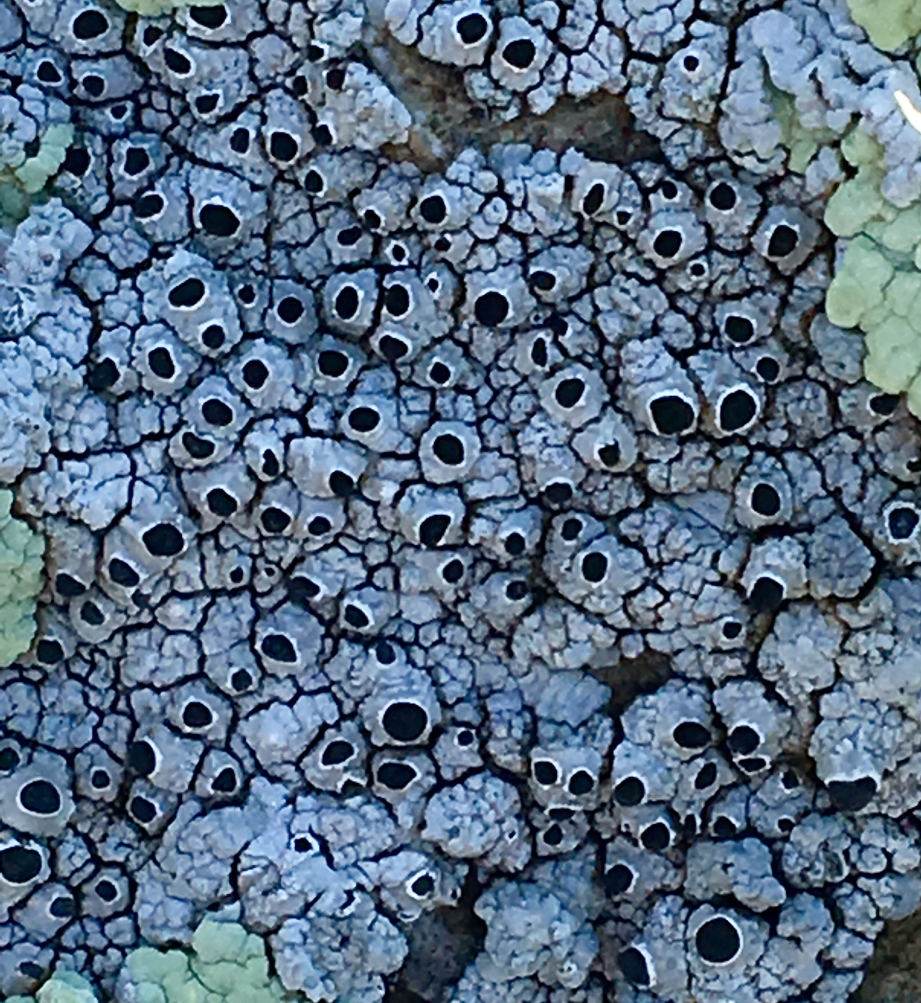 Caliciaceae image