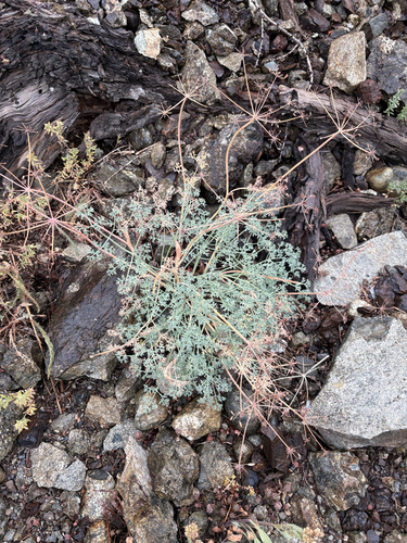 Wenatchee Desertparsley (Lomatium cuspidatum)