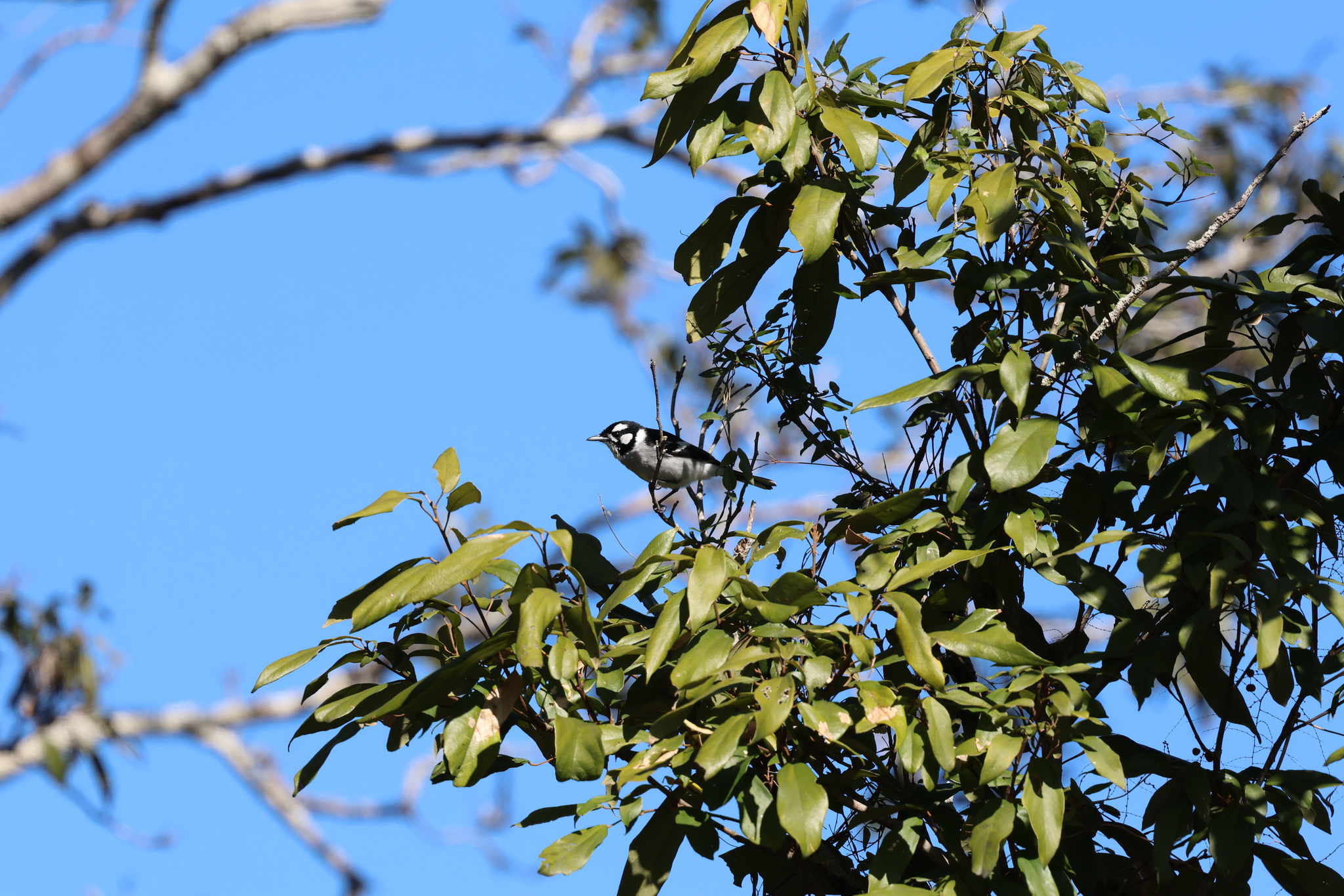 White-eared Monarch illustration