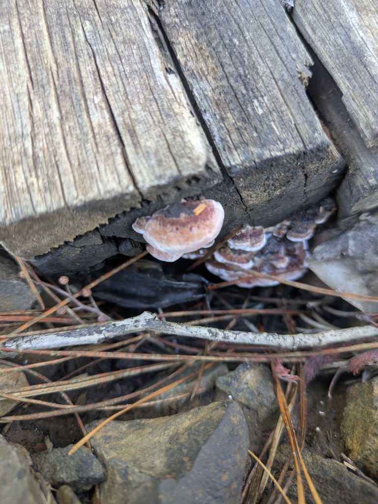 Fomitopsis lilacinogilva · July 2025 · photo: © zara_n (iNaturalist, cc-by-nc)
