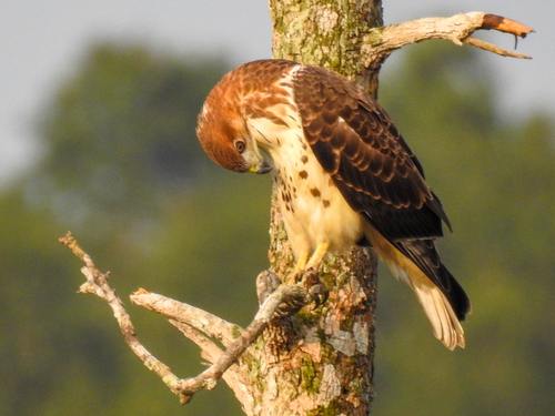 Red-necked Buzzard