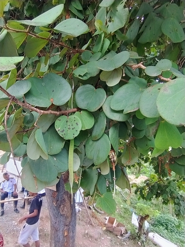 Malabar bauhinia (Piliostigma malabaricum)