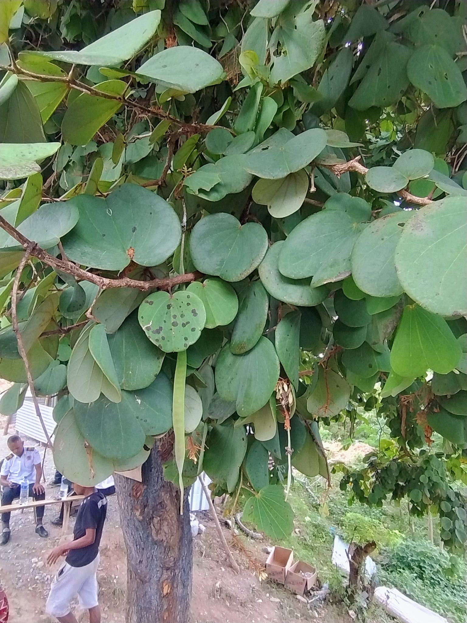 Malabar Bauhinia (Piliostigma malabaricum)