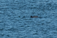 Phocoena phocoena vomerina