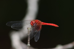Dythemis maya