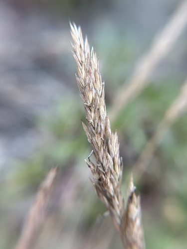 Poa macrantha, photograph 4