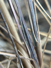 Poa macrantha, photograph author not stated, no rights reserved