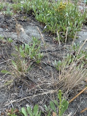 Poa macrantha, photograph author not stated, no rights reserved