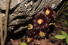 Bdallophytum americanum