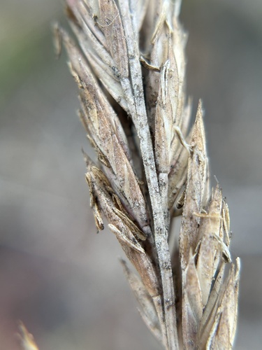 Poa macrantha, photograph 3