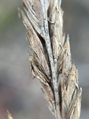Poa macrantha, photograph author not stated, no rights reserved