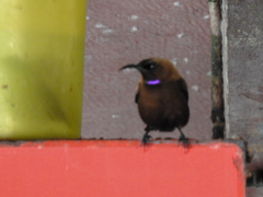 Chalcomitra fuliginosa