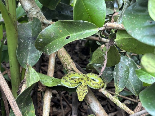 Blotched Palm-pitviper