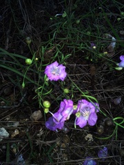 Agalinis strictifolia