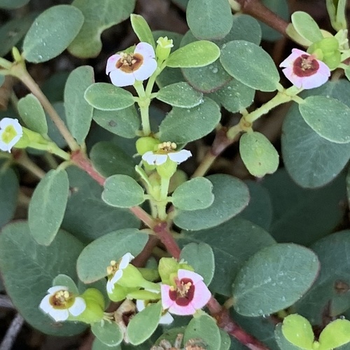 Euphorbia magdalenae Benth.