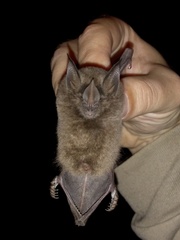 Long-Legged Bat photo 3
