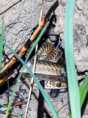 Psammophis mossambicus