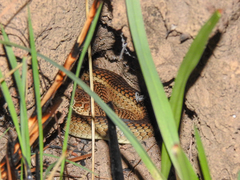 Psammophis mossambicus