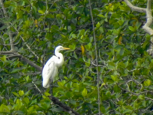 Great Egret