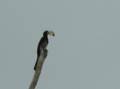 Lophoceros fasciatus