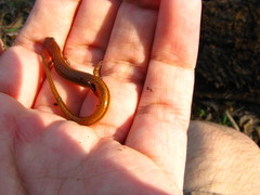 Eurycea chamberlaini