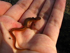 Eurycea chamberlaini