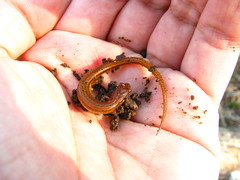 Eurycea chamberlaini