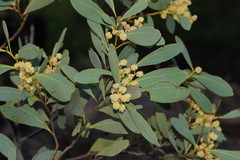 Acacia obliquinervia