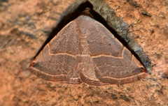 Eublemma polygramma