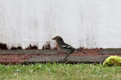 Fringilla coelebs moreletti